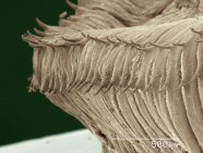 Micrografía electrónica de barrido coloreada de lombriz de tierra - foto de stock