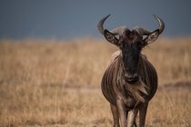 Wildebeest solitario nelle pianure africane, Masai Mara, Kenya — Foto stock