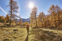 Visão traseira da mulher caminhando na floresta, Schnalstal, Tirol do Sul, Itália — Fotografia de Stock