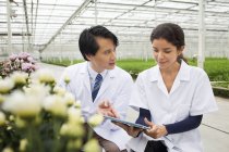 Hombre y mujer con hileras de plantas creciendo en invernadero - foto de stock
