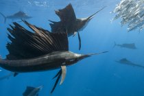 Escolarización pez vela atlántico nadar bajo el agua azul - foto de stock