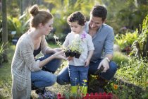 Couple and son looking at plants on allotment — Stock Photo