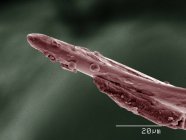 Micrographie électronique à balayage coloré des pièces buccales des insectes assassins — Photo de stock
