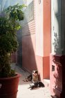 Собаки, що лежать поза вхідними дверима на сонячному світлі — стокове фото