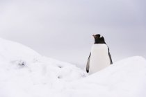 Pinguim gentoo na neve, Ilha Petermann, Antártida — Fotografia de Stock