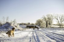 Золотий ретривер спостерігає, як дві молоді сестри ходять до шкільного автобуса по сніговій доріжці (Онтаріо, Канада). — стокове фото