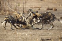 Cães selvagens africanos ou Lycaon pictus atacando babuínos juvenis em piscinas de mana parque nacional, zimbabwe — Fotografia de Stock