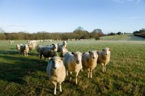 Pecore al pascolo sul campo verde alla luce del sole — Foto stock