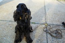 Black dog on pavement — Stock Photo
