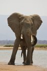 Elefante toro o Loxodonta africana rociando arena junto al río Zambezi, Parque Nacional Mana Pools, Zimbabue - foto de stock