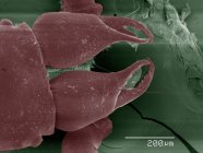 Micrographie électronique à balayage coloré des pièces buccales pseudoscorpioniques — Photo de stock