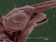 Micrógrafo electrónico de barrido coloreado de la mosca damisela (Calopterygidae ) - foto de stock