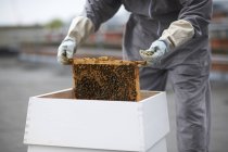 Beekeeper removing hive frame from hive, mid section — Stock Photo