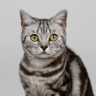 Nahaufnahme einer silber gestromten Katze, die in die Kamera blickt — Stockfoto