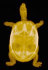 Closeup shot of colorized x-ray of young turtle — Stock Photo