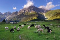 Овцы пасутся на зеленой долине около гор — стоковое фото