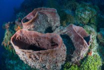 Огромные губки на нетронутых рифах, Чинчорро Бэнкс, Кинтана Ру, Мексика — стоковое фото