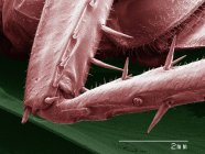 Цветной сканирующий электронный микрограф ноги американского таракана — стоковое фото