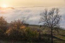 Пейзаж с туманом долины на закате, Ланге, Пьемонт. Италия — стоковое фото