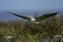 Azul pie booby volando sobre arbustos - foto de stock