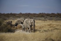 Дорослий і молоді слонів ходьбі в посушливих рівнина — стокове фото
