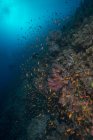 Bancs de poissons nageant au récif corallien — Photo de stock