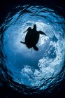 Tortuga nadando bajo agua azul - foto de stock