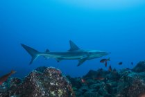 Blacktip Shark swimming under water — Stock Photo