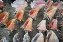 Conch shells placed in a row — Stock Photo