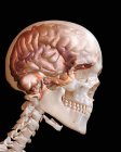 Primo piano colpo di testa umana trasparente mostrando cervello — Foto stock