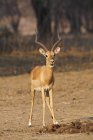 Belo Impala ou Aepyceros melampus ram na vida selvagem — Fotografia de Stock