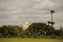 Aves em voo com pagodes no fundo, Bagan, Myanmar — Fotografia de Stock