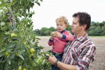 Agricultor e filho pegando maçãs da árvore no pomar — Fotografia de Stock