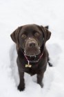 Chocolate brown labrador retriever sitting on snow and looking at camera — Stock Photo
