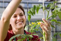 Mulher cuidando de tomate planta — Fotografia de Stock