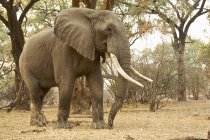 Elefante africano o Loxodonta africana al Parco Nazionale delle Piscine di Mana, Zimbabwe — Foto stock