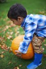 Male toddler in the garden picking up pumpkin — Stock Photo