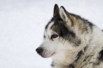 Постріл головою собачих упряжках у снігу — стокове фото
