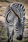 Zebra em movimento em Masai Mara, Narok, Quênia, África — Fotografia de Stock
