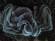 Scanning electron micrograph of very small spider — Stock Photo