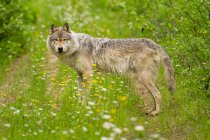 Серый волк на зеленом лугу — стоковое фото