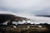 Sheep grazing in field — Stock Photo