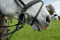 Close up colpo ritagliato di cavallo e briglia — Foto stock