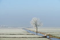 Paisagem polder no inverno, Meerkerk, Holanda do Sul, Holanda — Fotografia de Stock