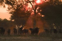 African buffaloes walking at sunset, Mana Pools National Park, Zimbabwe — Stock Photo