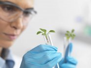 Cientista que vê a planta cultivada de sementes em tubos de ensaio em ensaio no laboratório — Fotografia de Stock
