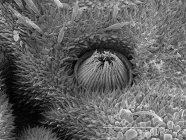 Scansione micrografo elettronico di spirale di larva di limacodidae — Foto stock
