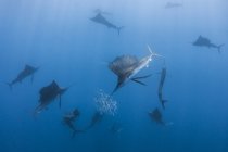Unterwasser-Ansicht einer Gruppe von Segelfischen, die Sardinenschwärme umzingeln, Contoy Island, Quintana Roo, Mexiko — Stockfoto
