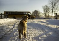 Golden retriever assistindo garota pegando ônibus escolar de pista coberta de neve, Ontário, Canadá — Fotografia de Stock