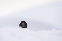 Cute gentoo penguin in snow on petermann island — Stock Photo